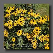 Rudbeckia fulgida var sullivanti 'Goldsturm' (le jardin de la poterie Hillen) www.poterie.fr